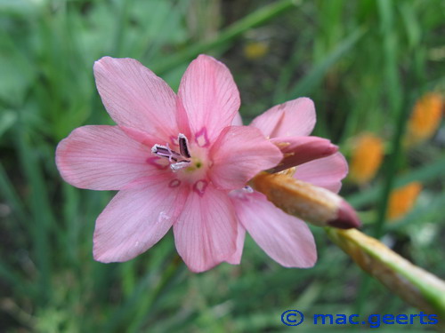 Dierama dracomontanum